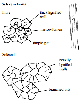 sclerenchyme tissue