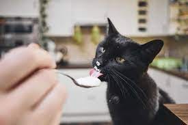 kediye yoğurt verilir mi?