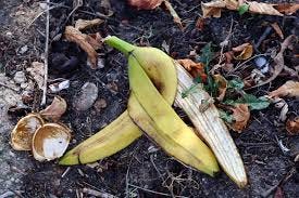 Discarded Banana Peel from https://www.foodandwine.com/news/banana-peels-decompose-litter