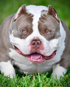 American Bully Breeding