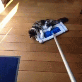 An animated gif of two cats holding onto a swiffer mop as someone pushes it across the floor.