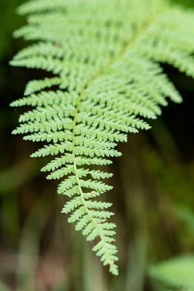 A close up image of a green fern