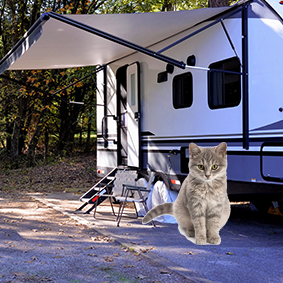 First I shared camping with your parrot, now cats!!