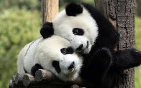 Cell Mentor — Cell Press New Insights into pandas, nature’s most adorable predator