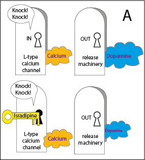 a cartoon of four (2x2) doors. 2 doors on left are labelled “L-type calcium channels” and doors on right “dopamine-release machinery”. TL door is open showing an orange cloud of “calcium” coming in.  TR door is open and a blue cloud of “dopamine” is coming out. BL door is closed and there is a key labelled “isradipine” in the lock. BR door is open and a small blue cloud of “dopamine” is coming out