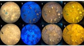 Microscope image 40x magnification of the processed and stained coastal sediment samples from Tondol Beach: (a,e) normal photo, (b,f) fluorescent  image, (c,g) orange filter, (d,h) yellow filter