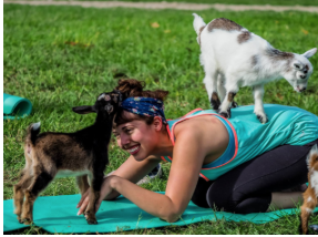 Goat yoga