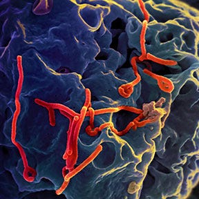 Ebola virus disease crosses the border into Uganda