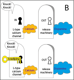 a cartoon of four (2x2) doors. 2 doors on left are labelled “L-type calcium channels” and doors on right “dopamine-release machinery”. TL door is closed showing an orange cloud of “calcium” outside. TR door is open and a blue cloud of “dopamine” is coming out. BL door is closed and there is a key labelled “isradipine” in the lock. BR door is open and a blue cloud of “dopamine” is coming out (same size as TR)