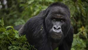 Gorilla Trekking Uganda Price