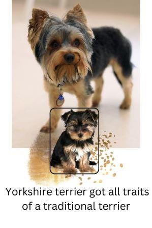 Does the Yorkshire terrier get traits of traditional terriers?