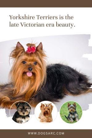 Yorkshire Terriers the late Victorian era beauty