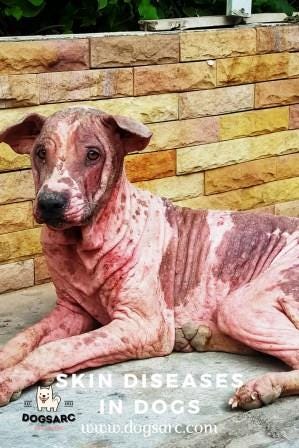 Skin Diseases in Dogs