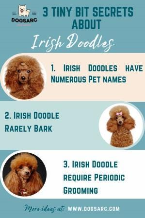 3 Tiny bit Secrets about Irish Doodles