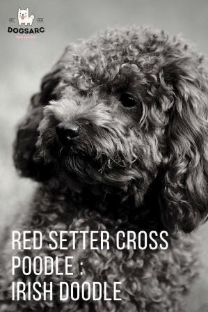 Red Setter cross Poodle: Irish Doodle