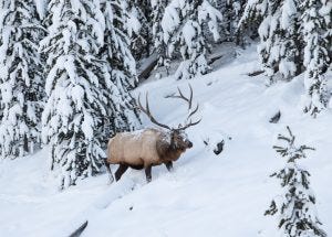 Elk in Snow