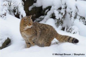 Wildcat-in-winter-habitat