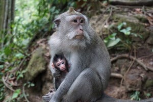 Monkey and baby at the Monkey Forest in Ubud