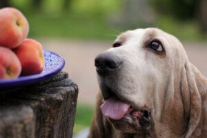 can dogs have peaches