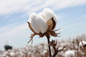 Cotton and its cultivation