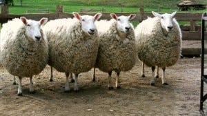 Sheep in unison. Never a good thing.