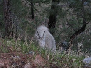 mountain goat near Mt. Rushmore