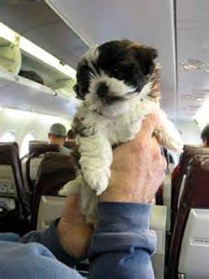 Air Travel With Your Dog