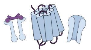 capa_pharmacology