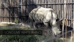 Storytelling 101: Long live white rhino