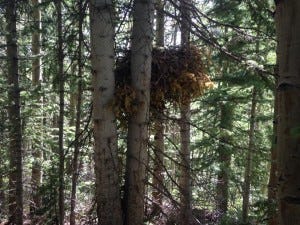 Porcupine Nest