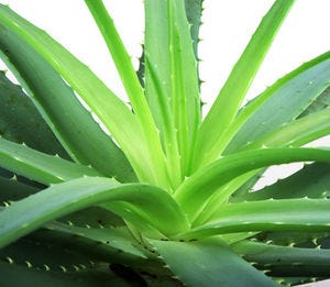 Aloe Vera Plant: This plant emits oxygen at night, making way for a restful sleep. Keep it on your bedroom windowsill as a nice reminder that while you rest, your plant is hard at work for you.