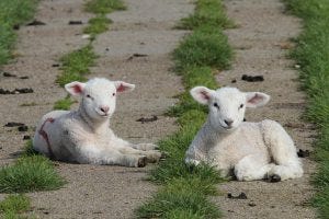 Looking at these cute lambs gives me a moment of happiness. Hooray for lambs!