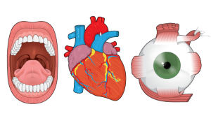 capa_human_anatomy