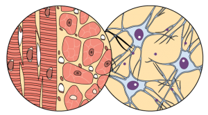 capa_tissues