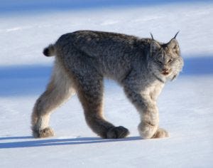 Canadian Lynx in the snow