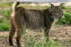 Iberian Lynx