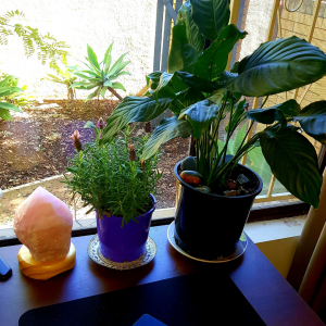 The corner of desk. There are two potted plants and a salt lamp.