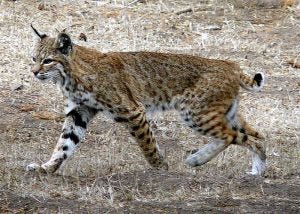 Bobcat in Montana de Oro State Park, California