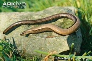 Credit: http://www.arkive.org/slow-worm/anguis-fragilis/