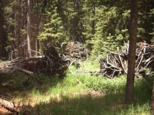 shelter found under trees