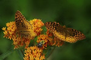 Butterflies and Butterfly Weed