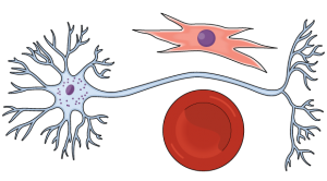 capa_cells