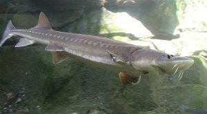 Sturgeon