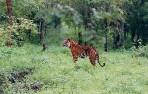 Indian_Tiger_at_Bhadra_wildlife_sanctuary