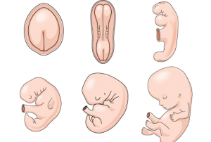 post_embriology