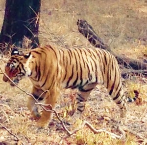 Our pride and joy as the tiger appeared in full view of the canter