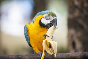 parrot food