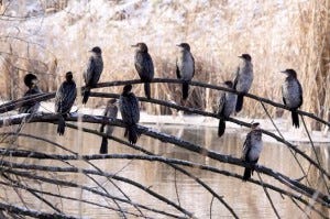 The Djerdap Gorge, one of thirty-five identified “Important Bird Areas” in Serbia, is home to Pygmy Cormorants among other bird species.
