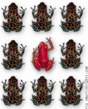 Can You Spot The Duplicate Content in theses Duplicate Frogs?