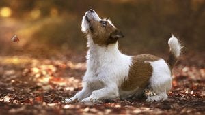 terrier - jack russell terrier